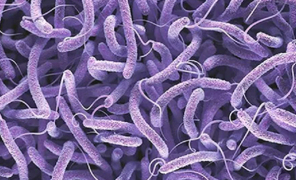 മത്സ്യം, കക്ക, കൊഞ്ച് വൃത്തിയായി കഴുകണം; ഐസ്‌ക്രീമിനൊപ്പം ഫ്രിഡ്ജില്‍ വയ്ക്കരുത്; കോളറ ബാധയില്‍ ജാഗ്രത നിര്‍ദേശം