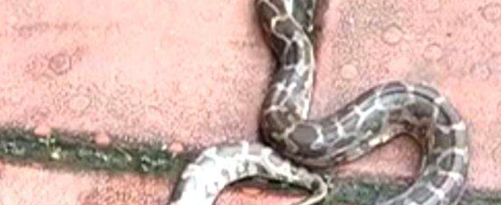 പുസ്തകമെടുക്കുന്നതിനിടെ കൈയിലെന്തോ തടഞ്ഞു; വിദ്യാര്‍ഥിനിയുടെ ബാഗില്‍ മലമ്പാമ്പ്