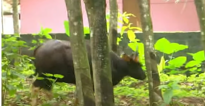 ടെക്‌നോസിറ്റിയില്‍ ഇറങ്ങിയ കാട്ടുപോത്തിനെ മയക്കുവെടിവെച്ചു; പരിഭ്രാന്തി പരത്തി വിരണ്ടോടി