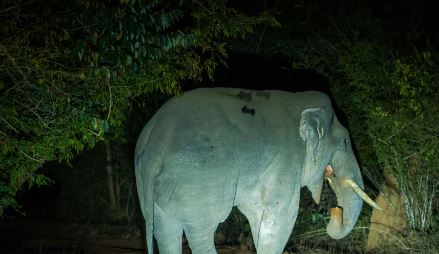 ‘ജീവന്‍ രക്ഷിക്കാന്‍ മലമുകളിലേക്ക് വലിഞ്ഞുകയറി, മുന്നില്‍ കാട്ടാന, നേരം വെളുപ്പിച്ചത് കൊമ്പന്റെ കാല്‍ചുവട്ടില്‍ കിടന്ന്’