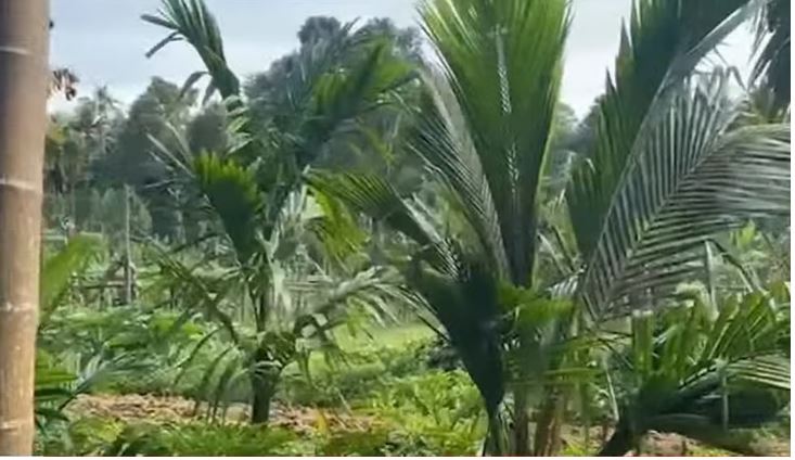 പന്നിക്കെണിയില്‍ നിന്നും ഷോക്കേറ്റു; പന്തളത്ത് രണ്ടുപേര്‍ മരിച്ചു