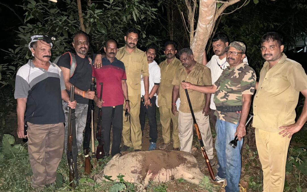 ആറ്റിങ്ങൽ നഗരസഭ ആരോഗ്യവിഭാഗത്തിൻ്റെ നേതൃത്വത്തിൽ കാട്ടുപന്നികളെ വെടിവെച്ചു കൊന്നു