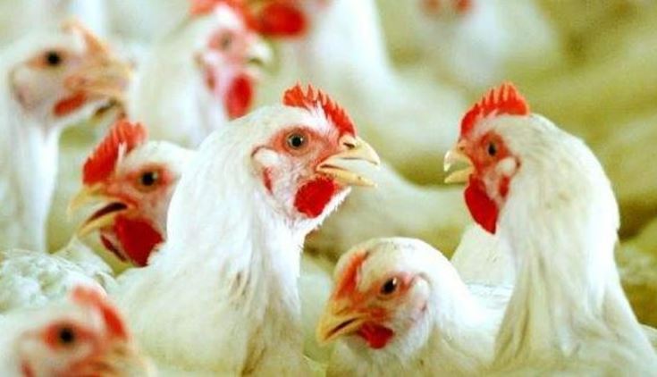 പക്ഷിപ്പനി: നാലു ജില്ലകളില്‍ വളര്‍ത്തുപക്ഷികള്‍ക്ക് നിരോധനം, ഉത്തരവിറങ്ങി