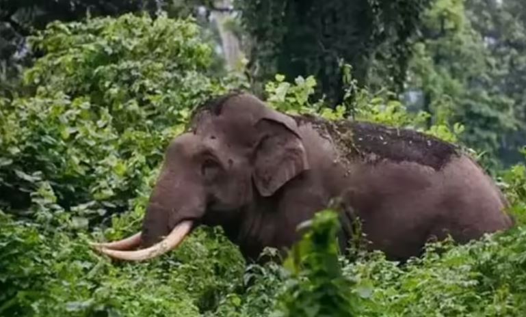 വയനാട്-തമിഴ്‌നാട് അതിർത്തിയായ ചേരമ്പാടിയിൽ കാട്ടാന ആക്രമണത്തിൽ കർഷകൻ മരിച്ചു