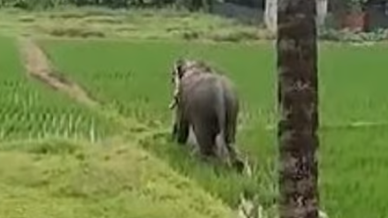 കുന്നംകുളത്ത് പള്ളിപ്പെരുന്നാളിന് എത്തിച്ച ആന ഇടഞ്ഞ് ഓടി; പരിഭ്രാന്തരായി നാട്ടുകാര്‍