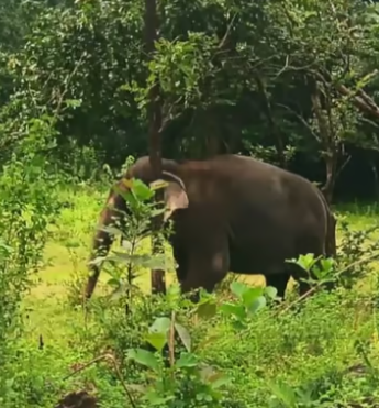 കാല്‍പ്പാട് തേടിയുള്ള തിരച്ചില്‍ വഴികാട്ടി; സാധുവിനെ ലോറിയില്‍ നാട്ടിലേക്ക്