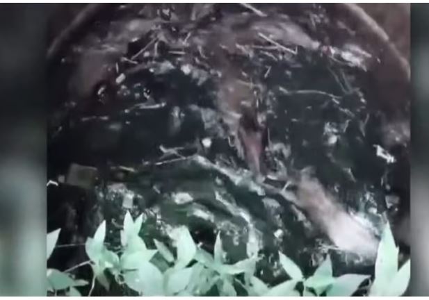 പാലക്കാട്ട് കാട്ടുപന്നിക്കൂട്ടം കിണറ്റില്‍ വീണു; വെടിവെച്ച് കൊന്ന് വനംവകുപ്പ്
