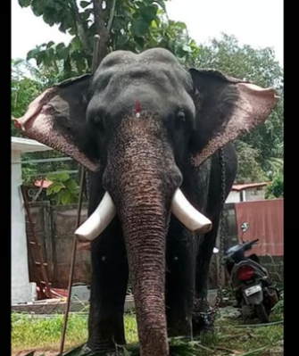 കുട്ടന്‍കുളങ്ങര ശ്രീനിവാസന്‍ ചരിഞ്ഞു
