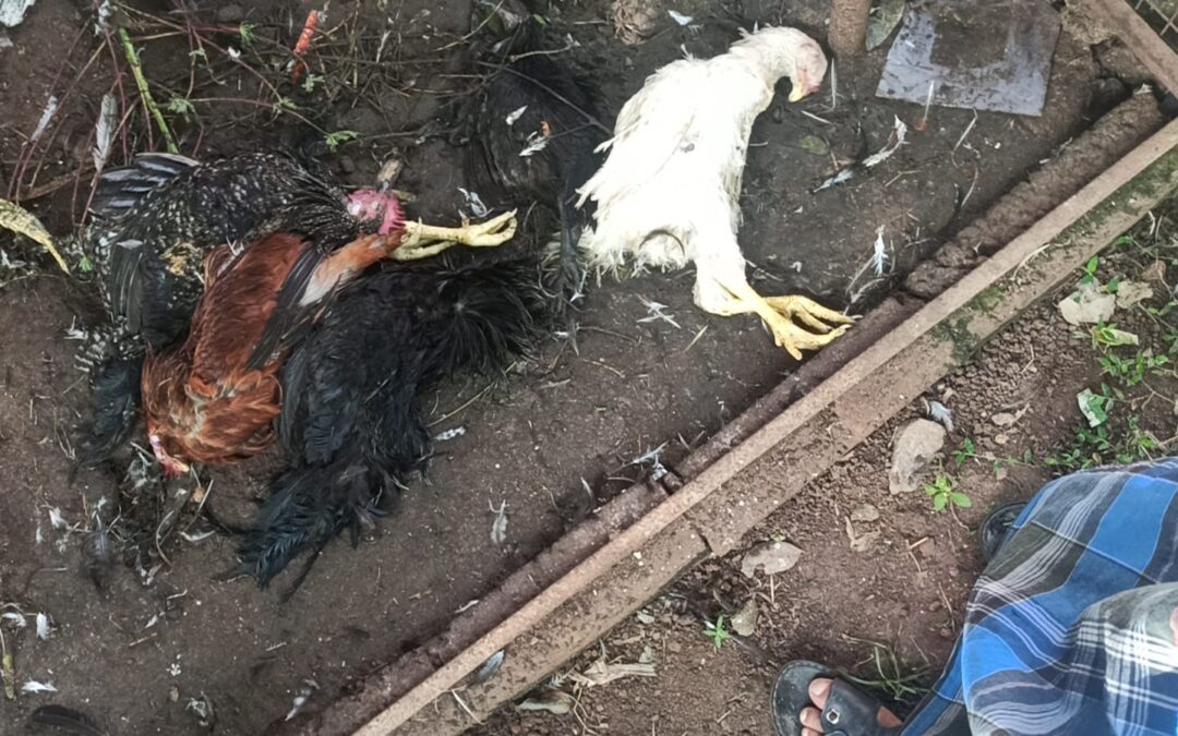 നാവായിക്കുളം മേഖലയിൽ വീണ്ടും അഞ്ജാത ജീവിയുടെ ആക്രമണം