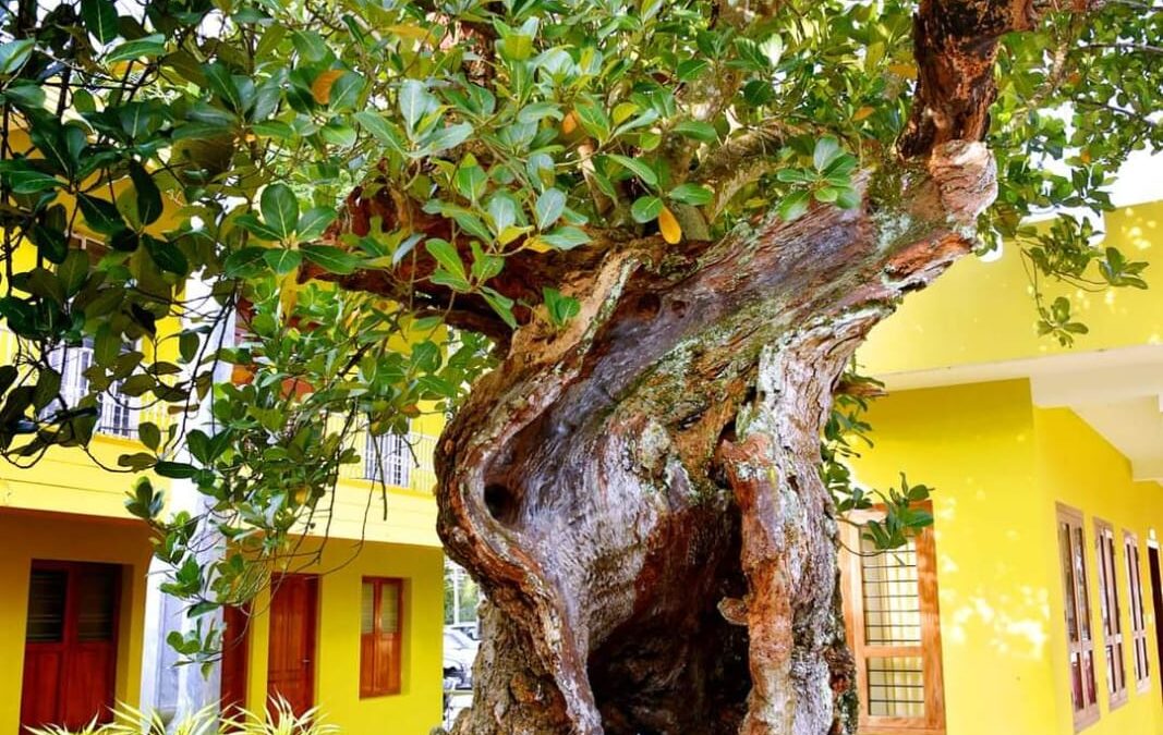 മുത്തശ്ശി പ്ലാവിന് രണ്ടാം വട്ടവും സുഖചികിത്സ.