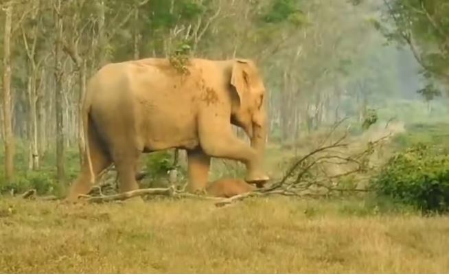 കുട്ടിയാനയുടെ മരണവുമായി പൊരുത്തപ്പെടാനായില്ല; അമ്മയാന നിന്നത് ദിവസങ്ങളോളം