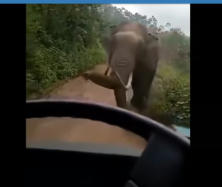 സ്കൂൾ ബസിന് നേരെ പാഞ്ഞടുത്ത് ‘പടയപ്പ’; അലറിക്കരഞ്ഞ് കുട്ടികൾ