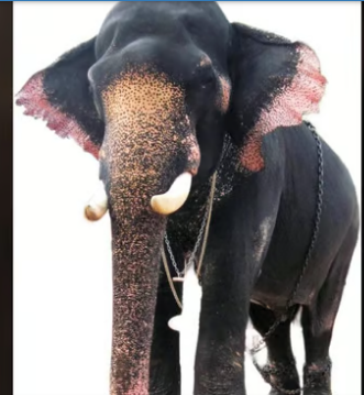 വടക്കുംനാഥന്‍ ചന്ദ്രശേഖരന്‍ ചരിഞ്ഞു