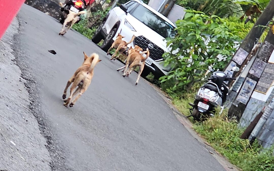 ആറ്റിങ്ങൽ വീരളത്ത് തെരുവ് നായ ശല്യം രൂക്ഷം