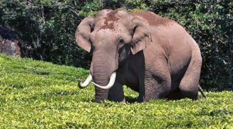 സീരിയൽ സംഘത്തെ വിറപ്പിച്ച് പടയപ്പ; വാഹനങ്ങൾക്ക് നേരെ പാഞ്ഞടുത്തു; ആളുകൾ ഓടി രക്ഷപ്പെട്ടു
