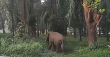 തെങ്ങിന്‍ പട്ടയും കരിക്കും അകത്താക്കി; അതിരപ്പിള്ളി പൊലീസ് സ്റ്റേഷനിലെത്തി ഒറ്റയാന്‍