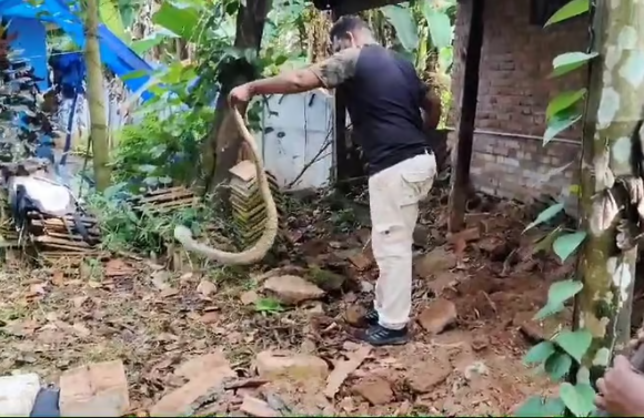 രണ്ടര വര്‍ഷമായി വീട്ടുകാരെ ഭീതിപ്പെടുത്തി വിലസി; തൃശൂരില്‍ കൂറ്റന്‍ മൂര്‍ഖന്‍ പിടിയില്‍