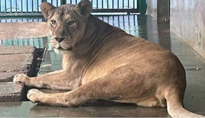 തിരുവനന്തപുരം മൃഗശാലയിലെ പെണ്‍സിംഹത്തിന്റെ ചികിത്സയ്ക്കായി മരുന്ന് അമേരിക്കയില്‍ നിന്ന്