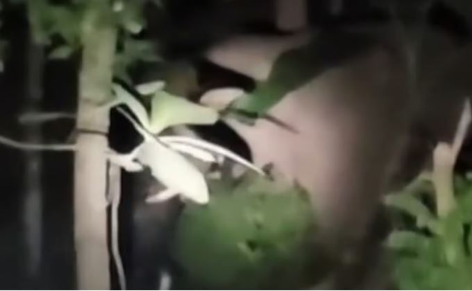 ധോണി ആനത്താവളത്തിൽ കയറി ഒറ്റയാന്റെ പരാക്രമം; കുങ്കിയാനയെ കുത്തി വീഴ്ത്തി