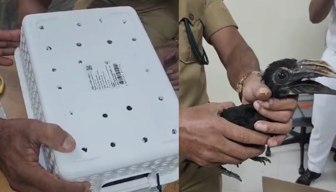 വില രണ്ട് ലക്ഷം രൂപ വരെ; നെടുമ്പാശേരി വിമാനത്താവളം വഴി അപൂര്‍വ്വ ഇനം പക്ഷികളെ കടത്തി
