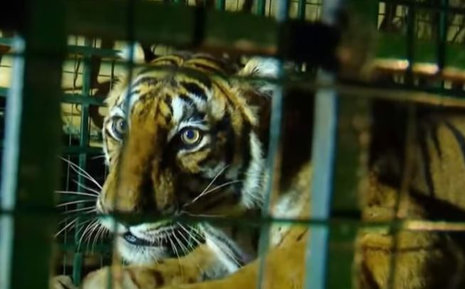 പത്ത് ദിവസമായി നാടിനെ ഭീതിയിലാഴ്ത്തിയ കടുവ കൂട്ടിൽ