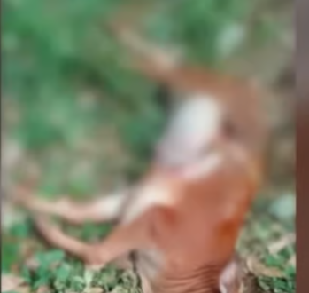 തൃശൂര്‍ പാലപ്പിള്ളിയില്‍ വീണ്ടും പുലിയിറങ്ങി?; പശുക്കുട്ടിയെ കൊന്ന നിലയില്‍