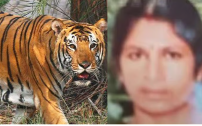 ചിത്രം ക്യാമറയിൽ പതിഞ്ഞു; ആളെക്കൊല്ലി കടുവ പഞ്ചാരക്കൊല്ലിയിൽ തന്നെ