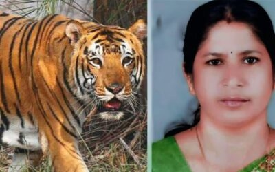 ഭീതിയൊഴിയാതെ ജനങ്ങള്‍; വനം മന്ത്രിയുടെ അധ്യക്ഷതയില്‍ പ്രത്യേക യോഗം ഇന്ന്