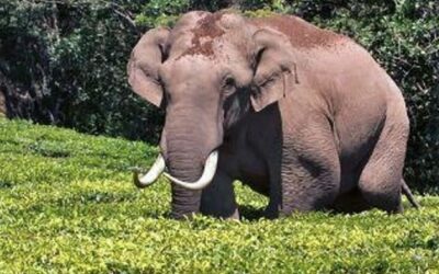 പടയപ്പ മദപ്പാടിൽ; ആനയെ നിരീക്ഷിക്കാൻ പ്രത്യേക സംഘം