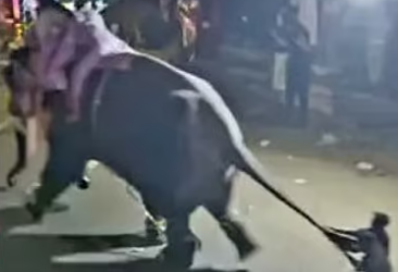 പട്ടാമ്പി നേര്‍ച്ചക്കിടെ ആന വിരണ്ടോടി, മധ്യ വയസ്‌കന്റെ കാലില്‍ കമ്പി തുളഞ്ഞു കയറി
