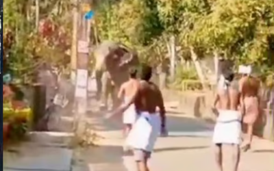 തൃശൂരില്‍ ഉത്സവത്തിനെത്തിച്ച ആന രണ്ടുപേരെ കുത്തിവീഴ്ത്തി; ഒരാള്‍ മരിച്ചു