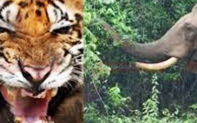 കേരള ബഡ്ജറ്റ് 2025: വന്യജീവി ആക്രമണം തടയാന്‍ 50 കോടിയുടെ പാക്കേജ്