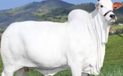 ഗിന്നസില് ഇടം നേടി നെല്ലൂര് പശു! ഒറ്റപ്പശുവിന്റെ വില 40 കോടി രൂപ