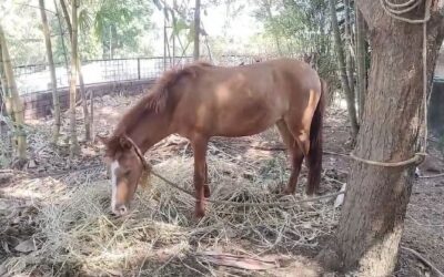 തളിപ്പറമ്പില് നാട്ടുകാര്ക്ക് ശല്യമായി കുതിര; പിടിച്ചുകെട്ടി നഗരസഭ