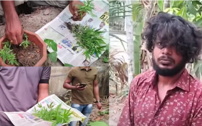 കൊല്ലത്ത് വീട്ടുവളപ്പില്‍ കഞ്ചാവു കൃഷി:രണ്ടു യുവാക്കള്‍ അറസ്റ്റില്‍