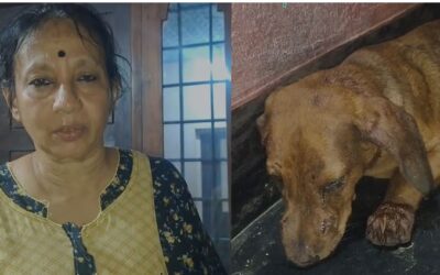 കണ്മുന്നില് വളര്ത്തുനായയെ കടിച്ചു വലിച്ചു; ചാലക്കുടിയില് വീണ്ടും പുലി