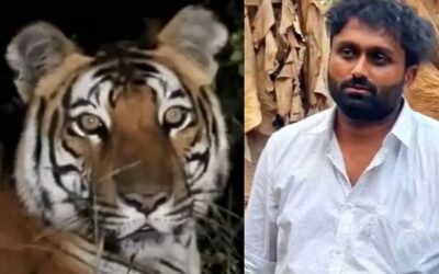 കണ്‍മുന്നില്‍ കടുവ; വ്യാജ വീഡിയോ പ്രചരിപ്പിച്ച് പരിഭ്രാന്തി പരത്തി