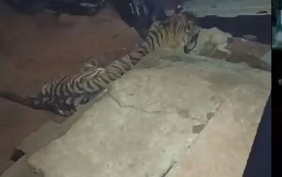 അരണക്കല്ലില്‍ ഭീതി പരത്തിയ കടുവയെ കണ്ടെത്തി; മയക്കുവെടി വെക്കാന്‍ നീക്കം