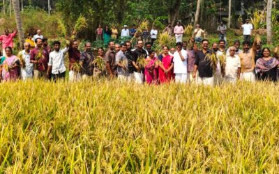 ഇടയ്ക്കോട് പാടശേഖരത്തിൽ വീണ്ടും കൊയ്ത്തുൽസവം