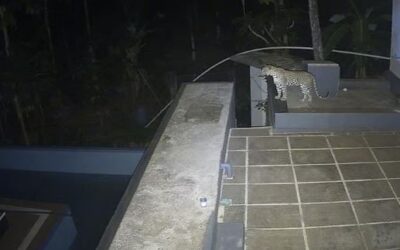 വളര്‍ത്തുനായയെ കാണാനില്ല,സിസിടിവി പരിശോധിച്ചപ്പോള്‍ ഞെട്ടി; വീട്ടുമുറ്റത്ത് പുലി, കാസര്‍കോട് വീണ്ടും പരിഭ്രാന്തി
