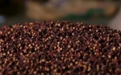 നിറവും വലുപ്പവും; തലനാടൻ ​ഗ്രാമ്പൂവിന് ഭൗമസൂചികാ പദവി