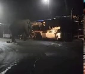 പടയപ്പ മൂന്നാര്‍ ടൗണിലിറങ്ങി, കടകള്‍ അടിച്ചുതകര്‍ത്തു; പരിഭ്രാന്തി