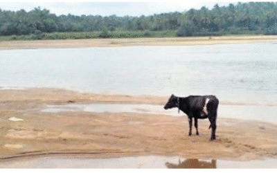 ‘പുഴയോരത്ത് കെട്ടിയിടും, ദിവസങ്ങളോളം പുല്ലും വെള്ളവും ഇല്ലാതെ ചത്തുവീഴും’; ഇന്‍ഷുറന്‍സ് തട്ടാന്‍ കന്നുകാലികളോട് കൊടും ക്രൂരത