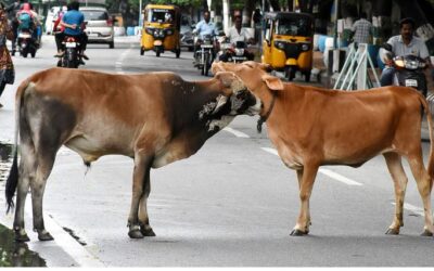 ചൂട് കൂടി; കേരളത്തിൽ ചത്തത് 106 പശുക്കളും 12 എരുമകളും