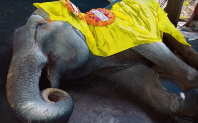 ഗുരുവായൂരപ്പന്റെ പ്രിയപ്പെട്ട പിടിയാനയ്ക്ക് വിട…; നന്ദിനി ചരിഞ്ഞു