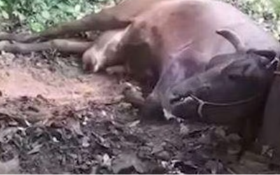 പൊറോട്ടയില്‍ പൊതിഞ്ഞ പന്നിപ്പടക്കം കടിച്ചു, പശുവിന്റെ വായ പൊട്ടിത്തെറിച്ചു; അന്വേഷണം