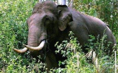 വീണ്ടും കാട്ടാന ആക്രമണം; 75 കാരി കൊല്ലപ്പെട്ടു