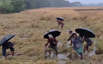 മഴക്കെടുതി: കൺട്രോൾ റൂമുകൾ തുറന്ന് കൃഷിവകുപ്പ്