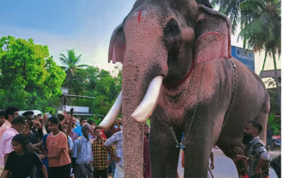 പൂരം ആവേശംകൂട്ടാന് തെച്ചിക്കോട്ടുക്കാവ് രാമചന്ദ്രനും; ചെമ്പൂക്കാവ് ഭഗവതിയുടെ തിടമ്പേറ്റും