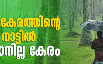 തേങ്ങയ്ക്കു പൊന്നുംവില, എന്നിട്ടും കര്‍ഷകന് നിരാശ